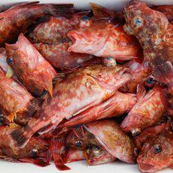 オーフリー 釣果