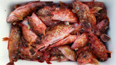 オーフリー 釣果