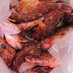 松本釣船２ 釣果