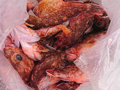 松本釣船２ 釣果