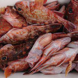 松本釣船２ 釣果