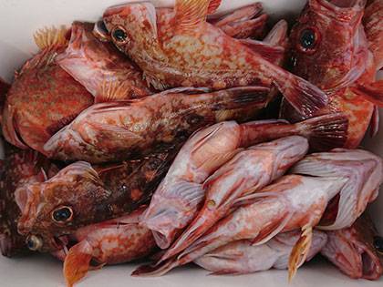 松本釣船２ 釣果