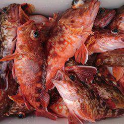 松本釣船２ 釣果