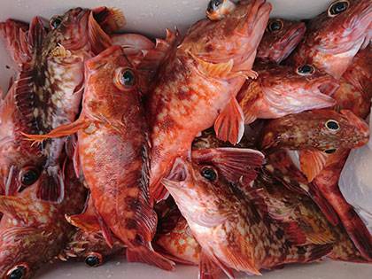 松本釣船２ 釣果