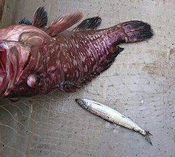 海龍丸(福岡) 釣果