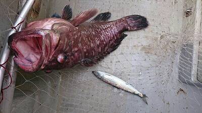 海龍丸(福岡) 釣果