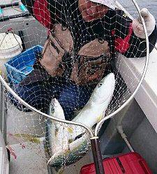 海龍丸(福岡) 釣果