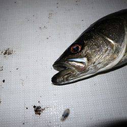 フルコンタクト 釣果