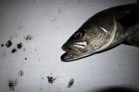 フルコンタクト 釣果