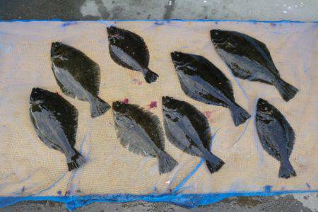 フィッシングパーク錦 釣果