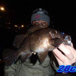 オーシャンマスター 釣果