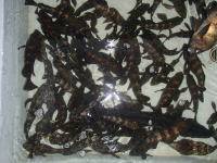 オーシャンマスター 釣果