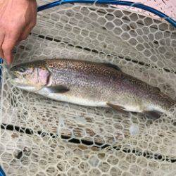 フィッシング サンクチュアリ 釣果