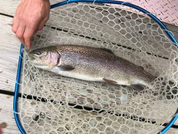 フィッシング サンクチュアリ 釣果