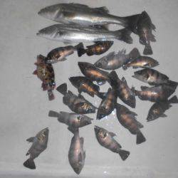 ルアー船マヒマヒ 釣果