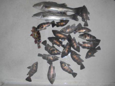 ルアー船マヒマヒ 釣果