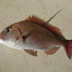 松本釣船２ 釣果