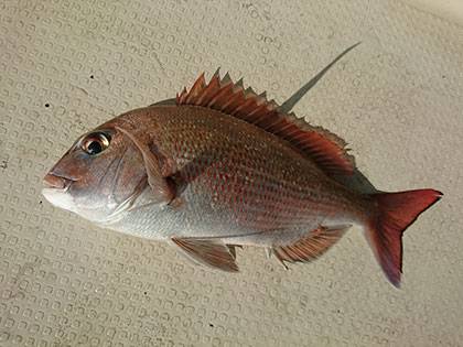 松本釣船２ 釣果