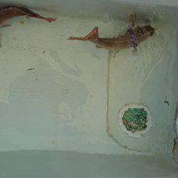 松本釣船２ 釣果