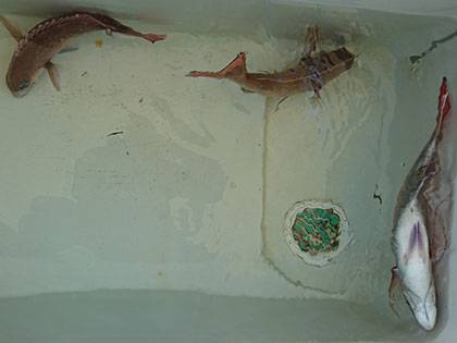 松本釣船２ 釣果