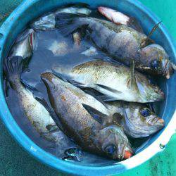 モンロー号 釣果