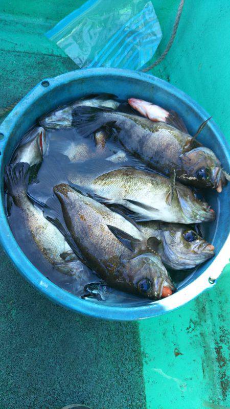 モンロー号 釣果