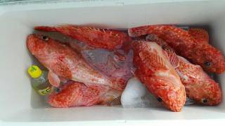 長栄丸(静岡) 釣果