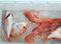 長栄丸(静岡) 釣果