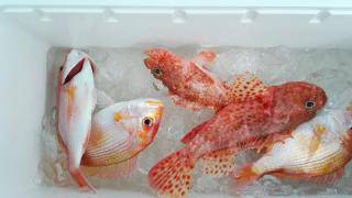 長栄丸(静岡) 釣果