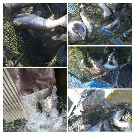 みどりフィッシングエリア 釣果