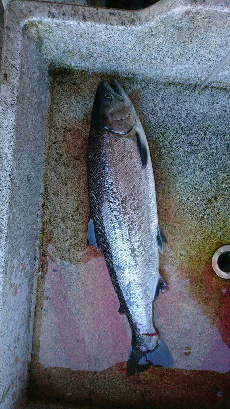 みどりフィッシングエリア 釣果