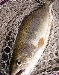 フィッシング サンクチュアリ 釣果