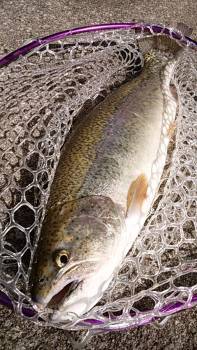 フィッシング サンクチュアリ 釣果