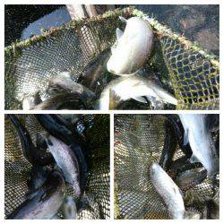 みどりフィッシングエリア 釣果