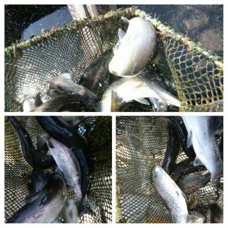 みどりフィッシングエリア 釣果