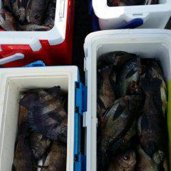 オーフリー 釣果