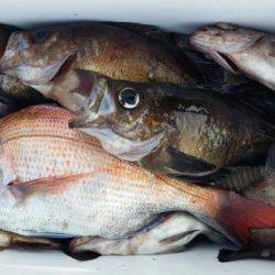 オーフリー 釣果