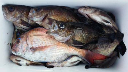 オーフリー 釣果