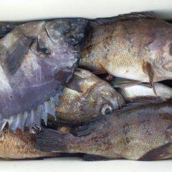 オーフリー 釣果