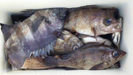 オーフリー 釣果