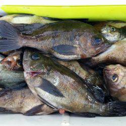 オーフリー 釣果