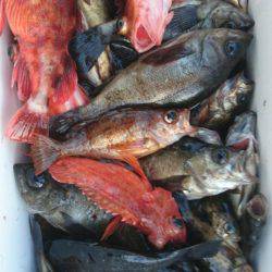 オーフリー 釣果