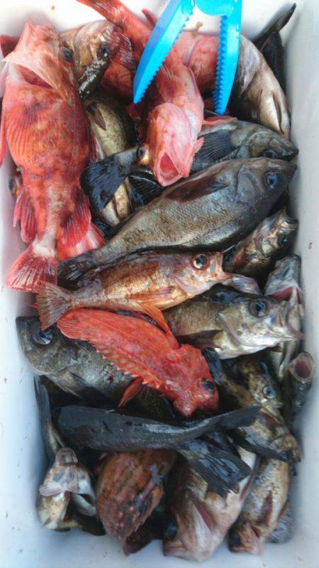 オーフリー 釣果