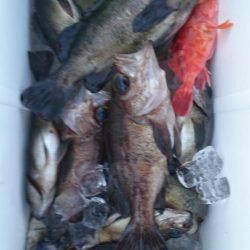 オーフリー 釣果