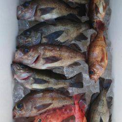 オーフリー 釣果