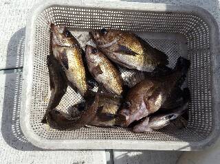 内浜丸 釣果