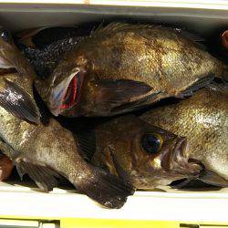 モンロー号 釣果