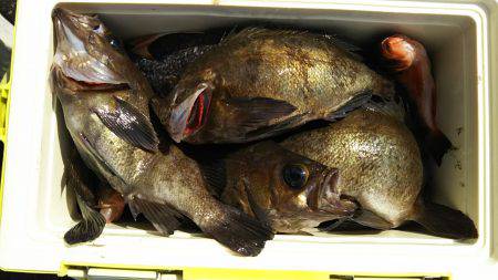 モンロー号 釣果