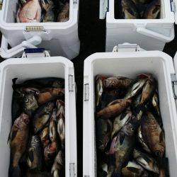 オーフリー 釣果