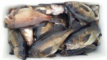 オーフリー 釣果